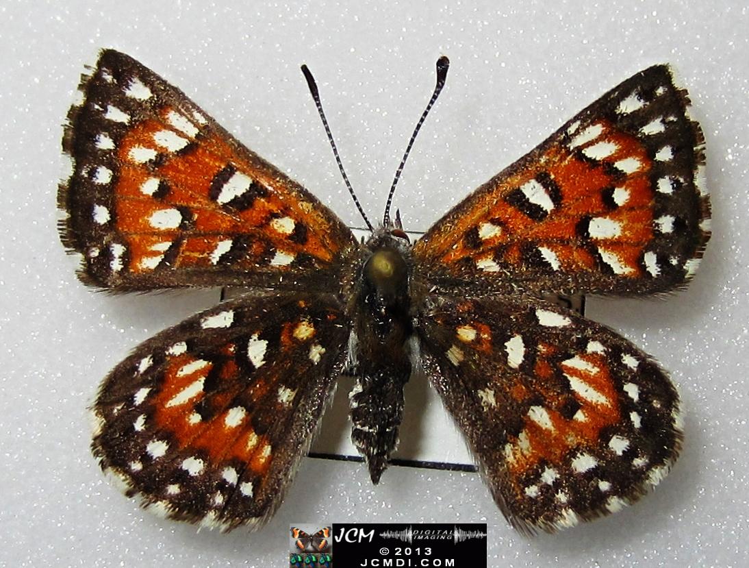 Apodemia mormo virguilti (Behr's Metalmark) images
